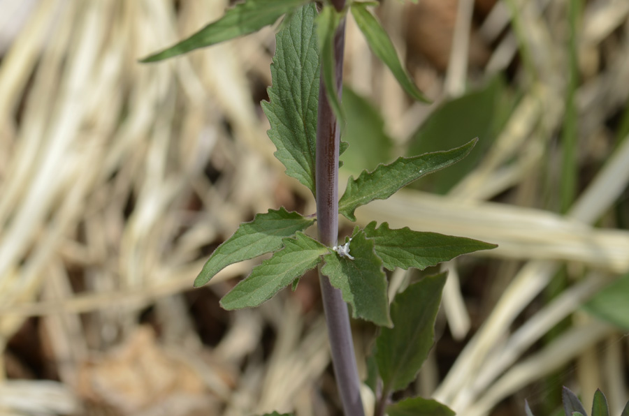 Valeriana tripteris / Valeriana trifogliata